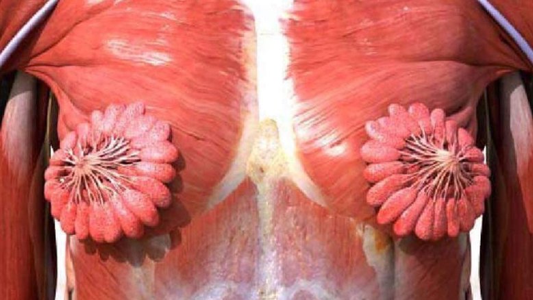 Foto mostra como são dutos de leite materno do seio da mulher