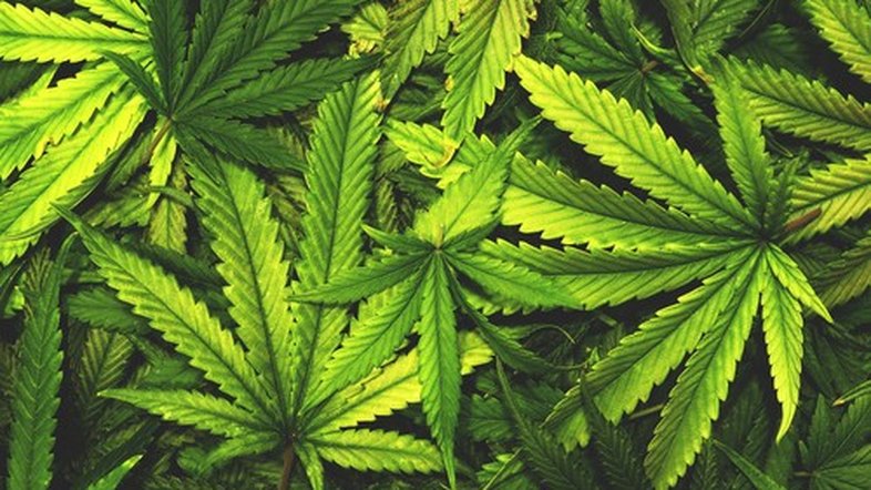 Québec proíbe venda de maconha e álcool para não vacinados; busca por vacina sobe 300%