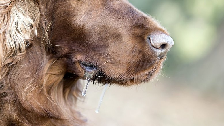 Mulher tem membros amputados após contrair infecção da saliva de cachorro