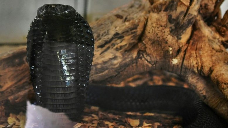 Homem é acusado na Índia de matar esposa com uma cobra