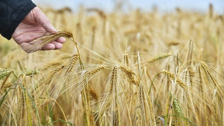 Austrália ameaça recorrer à OMC devido às altas tarifas aplicadas pela China