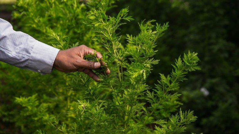 Sem comprovação científica, planta artemísia é usada no combate ao coronavírus na África