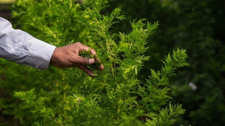 Sem comprovação científica, planta artemísia é usada no combate ao coronavírus na África