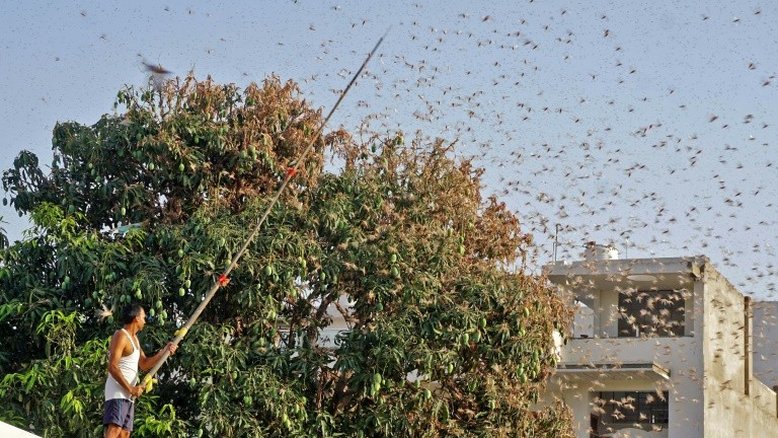 Índia registra pior invasão de gafanhotos desde 1993