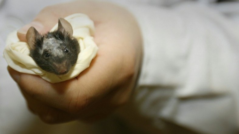 Camundongos se aproveitaram do homem para conquistar o mundo, aponta estudo