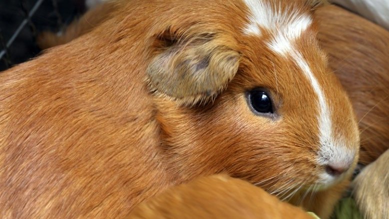 Estudo com hamsters testa a eficácia de máscaras contra COVID-19