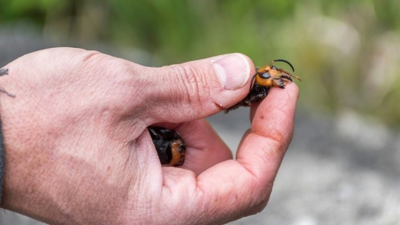 Apicultor espanhol morre após ser picado por vespa asiática