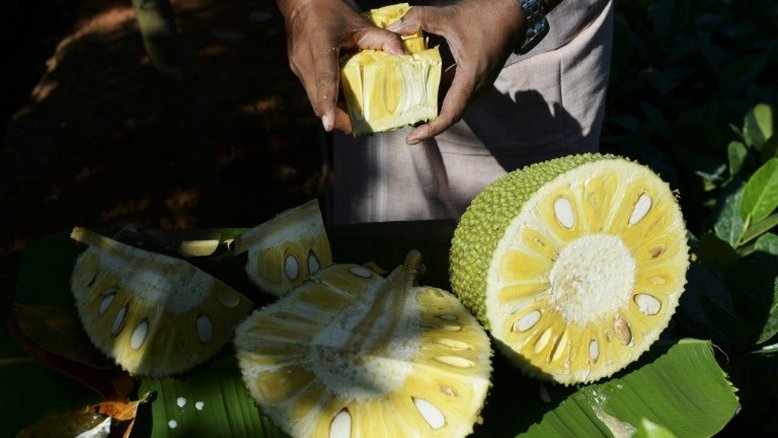 Originária da Índia, a jaca ganha o mundo como 'supercomida' vegana