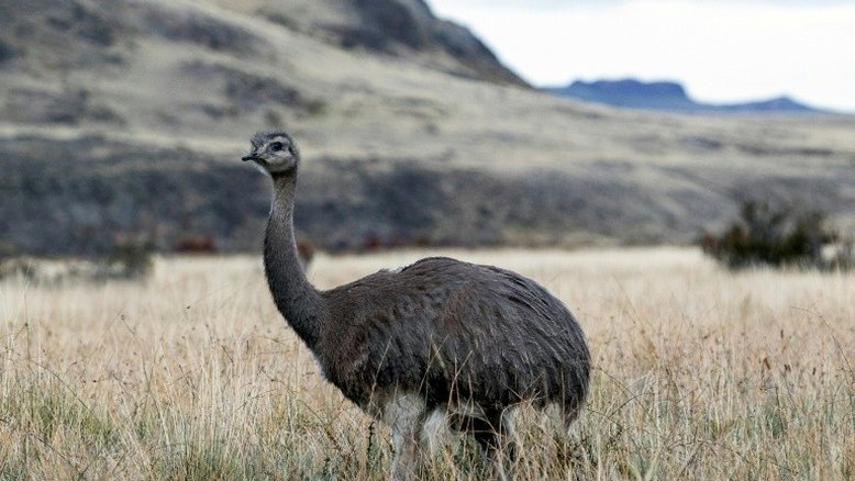 Quatorze emas são soltas para preservar a espécie na Patagônia chilena