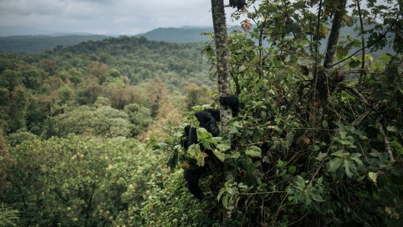 Desmatamento na América do Sul está mais lento, segundo a FAO
