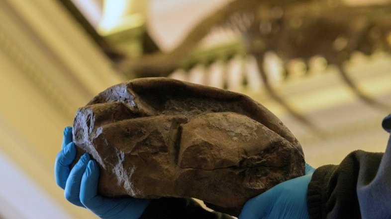 Misterioso fóssil encontrado na Antártica é um ovo pré-histórico gigante