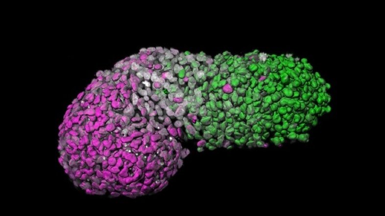 Modelo de embrião humano é desenvolvido a partir de células-tronco