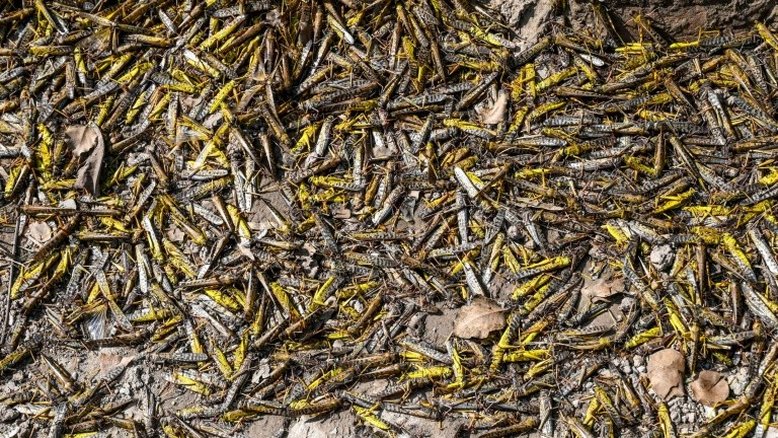 Paquistão transforma praga de gafanhotos em alimento para aves