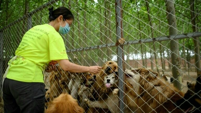 Festival da carne de cachorro na China, vítima colateral do coronavírus