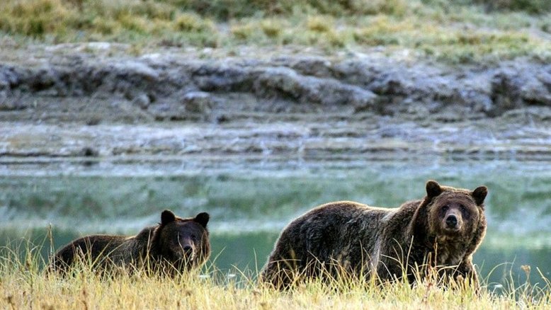 Corte dos EUA ratifica proibição de caça do urso pardo em Yellowstone