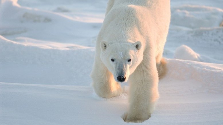O aquecimento global pode levar à extinção de ursos polares antes de 2100, segundo estudo