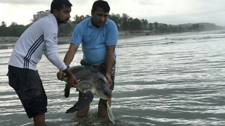 Ao menos 20 tartarugas morrem em Bangladesh presas em resíduos plásticos