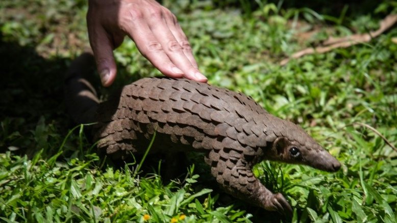 Tráfico de fauna silvestre favorece novas doenças infecciosas, afirma ONU