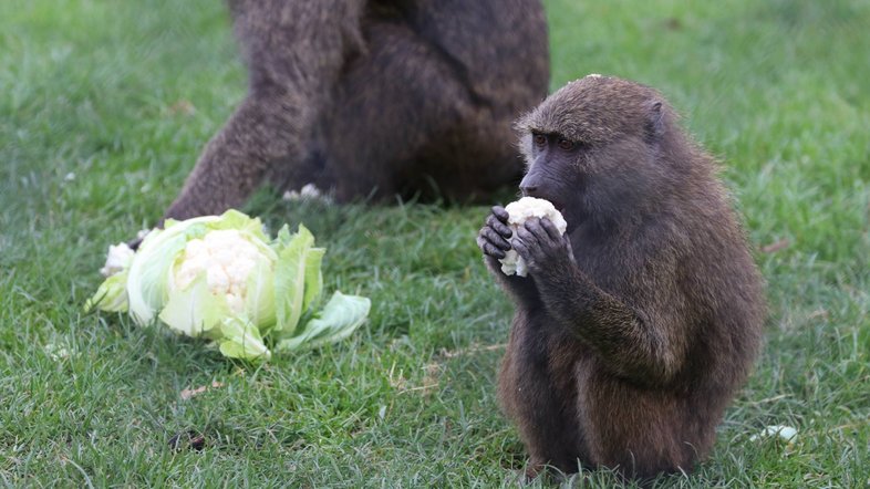 Divulgação/ Knowsley Safari Park