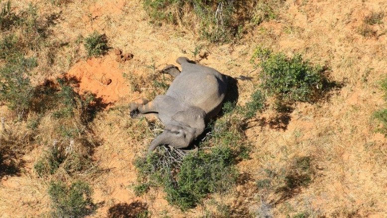 Toxinas naturais teriam causado a morte de centenas de elefantes em Botsuana