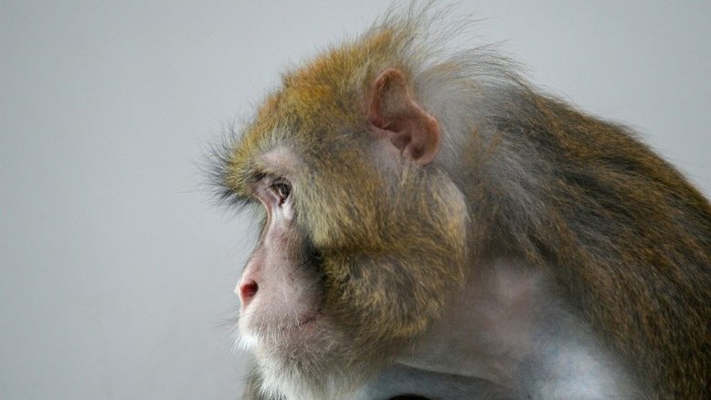 Vacina contra COVID-19 testadas em macacos apresenta resultados animadores