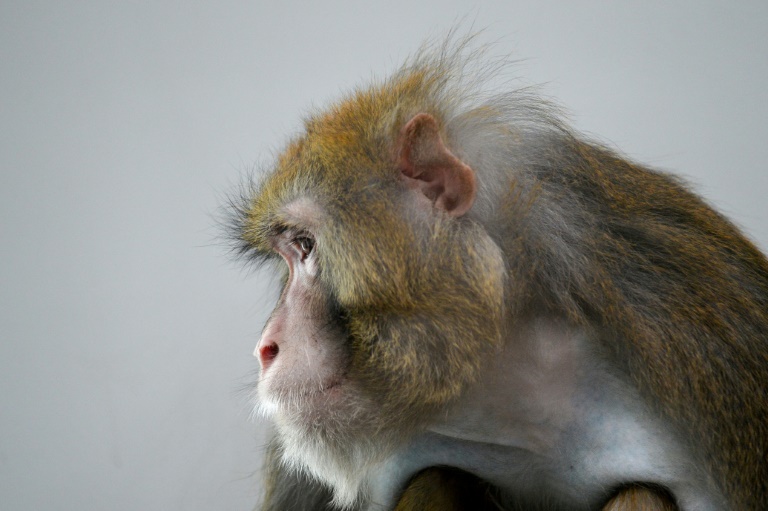 Ministério da Saúde confirma terceiro caso de varíola dos macacos
