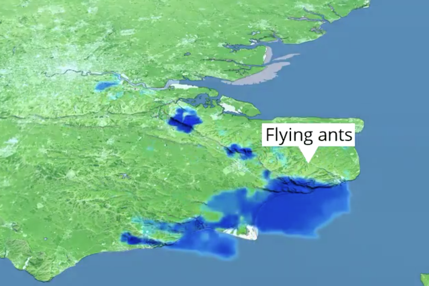 Enquanto Brasil teme gafanhotos, Inglaterra registra nuvem de formigas voadoras