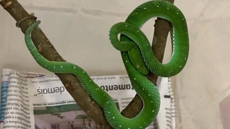 Divulgação/Zoo de Brasília