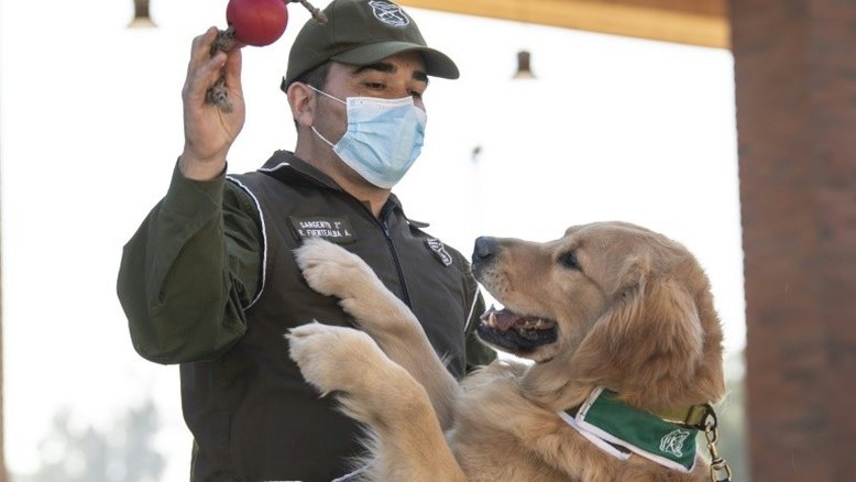 Polícia chilena adestra cães para detectar infectados por COVID-19