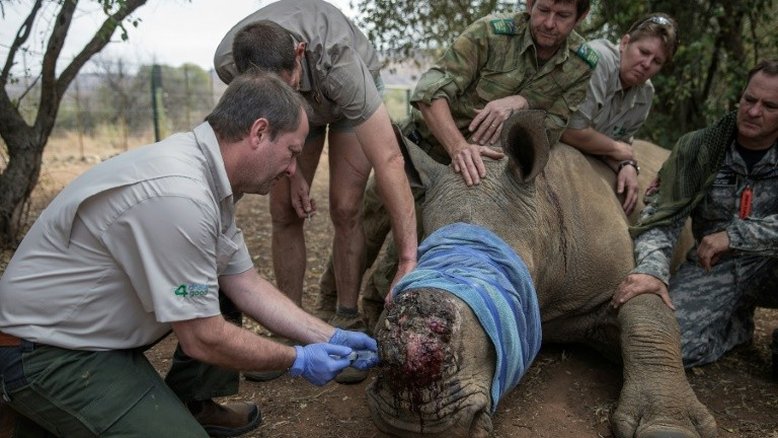 África do Sul reduz caça furtiva de rinocerontes pela metade