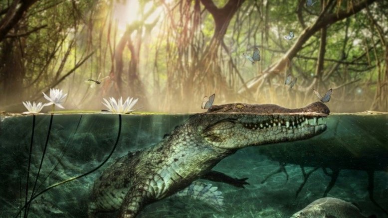 Crocodilos podem ter cruzado Atlântico e chegado à América há 5 milhões de anos