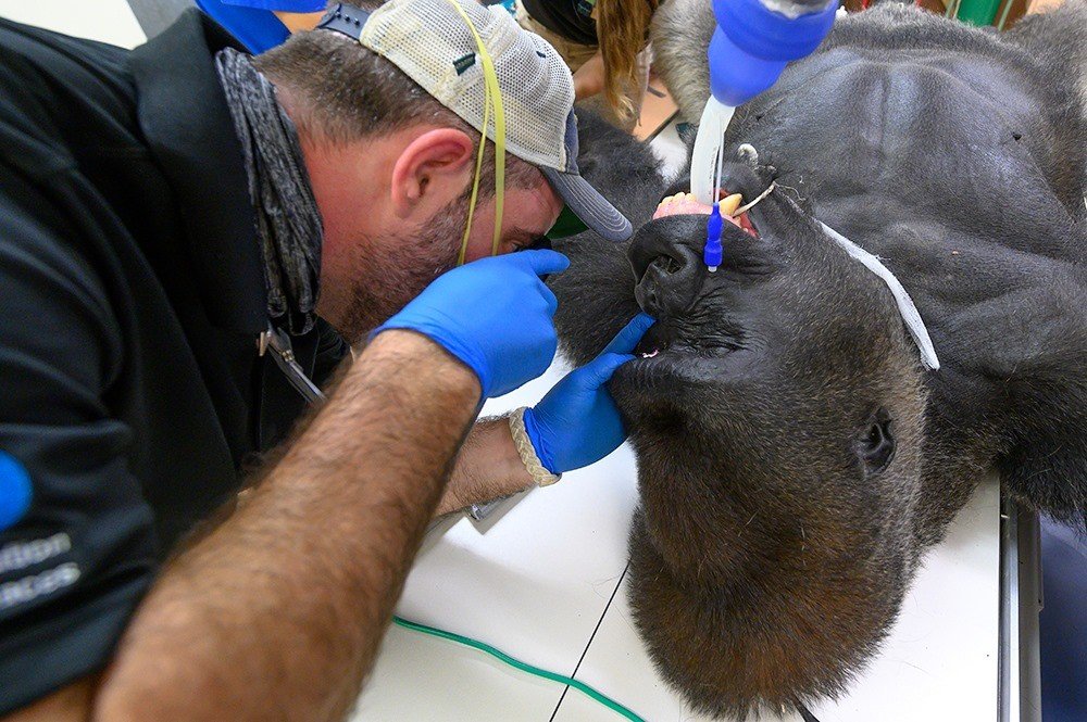 Imagens de gorila fazendo teste para coronavírus viralizam na web