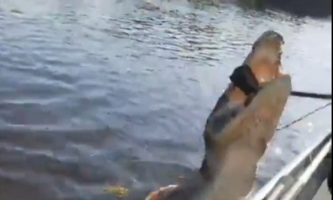 Vídeo: turista registra ataque de jacaré a câmera durante passeio pelo Pantanal