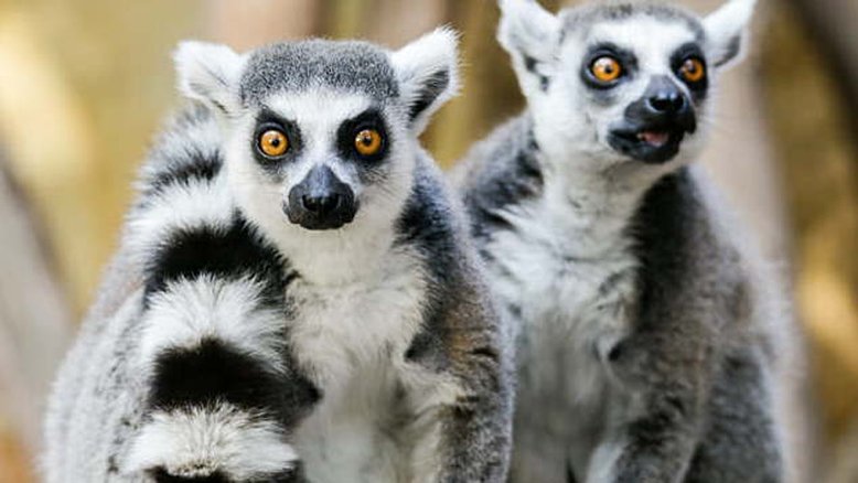 Lêmures, hamster europeu e baleia negra caminham para risco de extinção