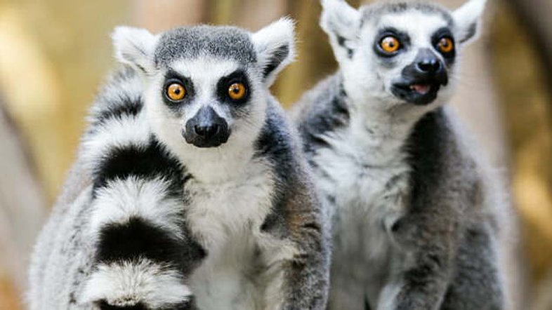 Lêmures, hamster europeu e baleia negra caminham para risco de extinção