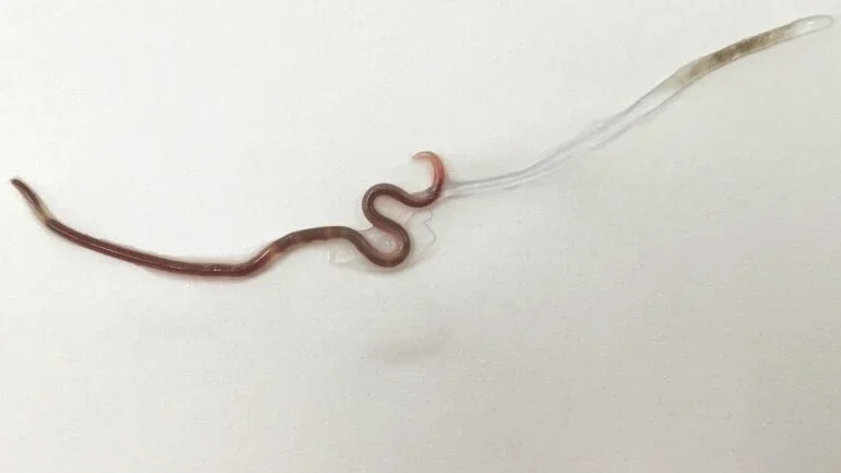 Divulgação/The American Society of Tropical Medicine and Hygiene