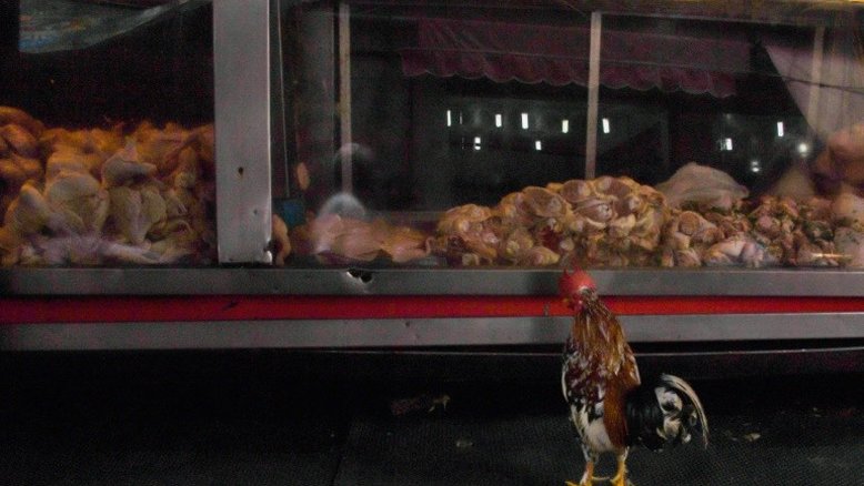 China detecta coronavírus em frango importado do Brasil