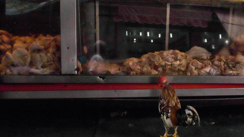 China detecta coronavírus em frango importado do Brasil