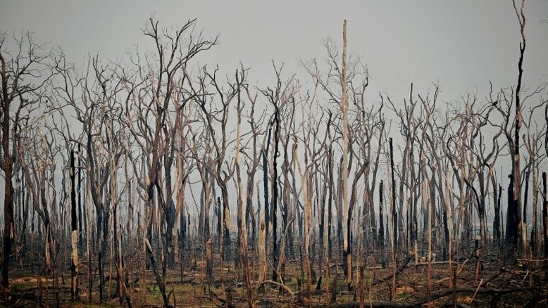 Incêndios na Amazônia brasileira disparam em julho