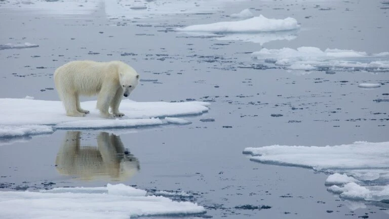 Urso polar mata homem na Noruega