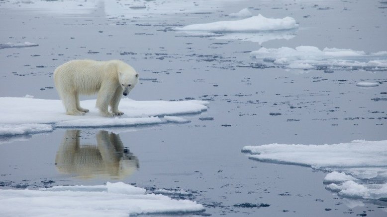 Urso polar mata homem na Noruega