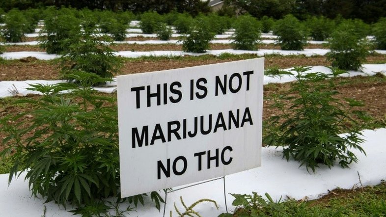 "Não é maconha": produtores de cânhamo dos EUA enfrentam ladrões e o mercado