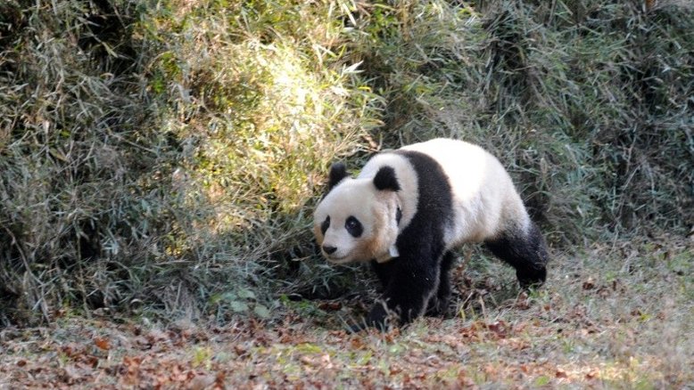 Proteger ursos pandas não ajuda todas as espécies de seu habitat, diz estudo