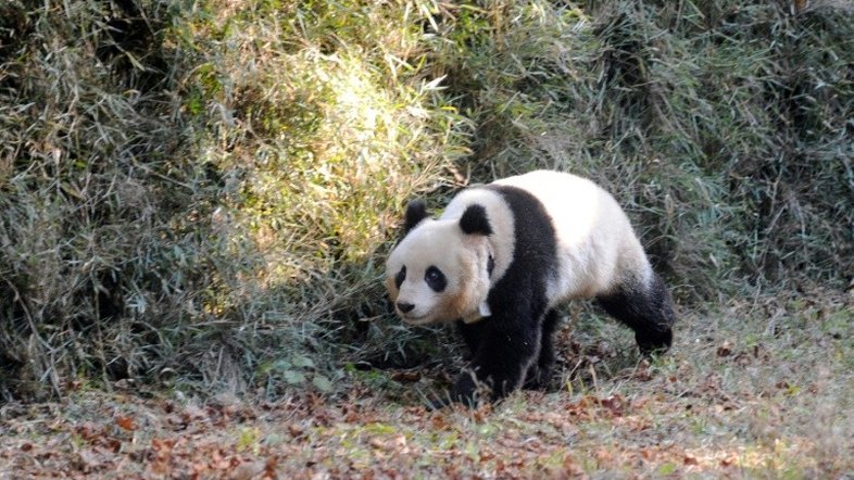 Proteger ursos pandas não ajuda todas as espécies de seu habitat, diz estudo