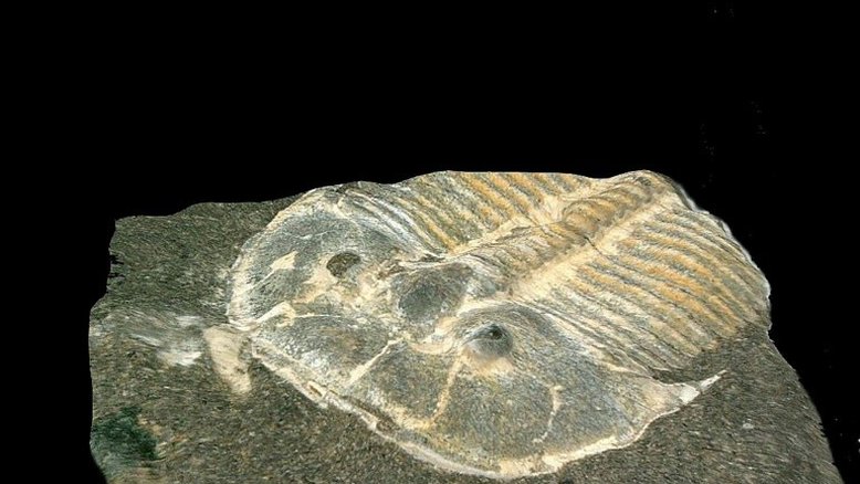 Artrópodes de 429 milhões de anos tinham olhos como os insetos modernos