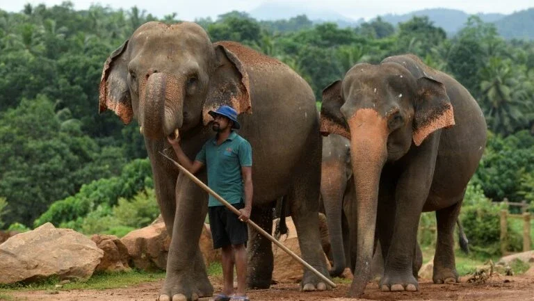 No Sri Lanka, confinamento oferece trégua aos elefantes ameaçados