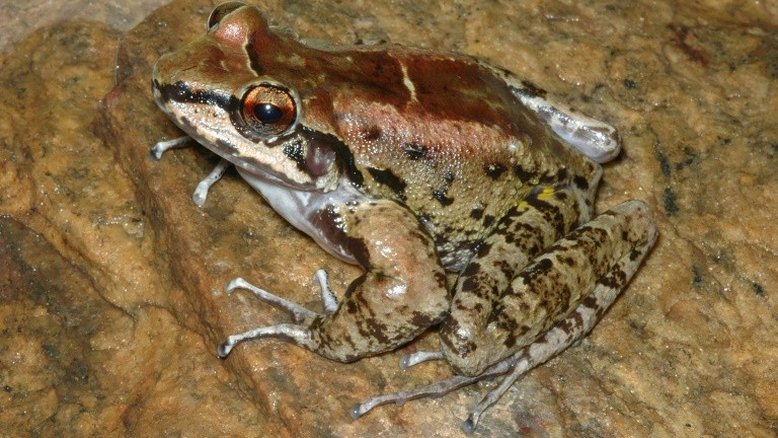 Sapo brasileiro vive em harém de três e todos são fiéis