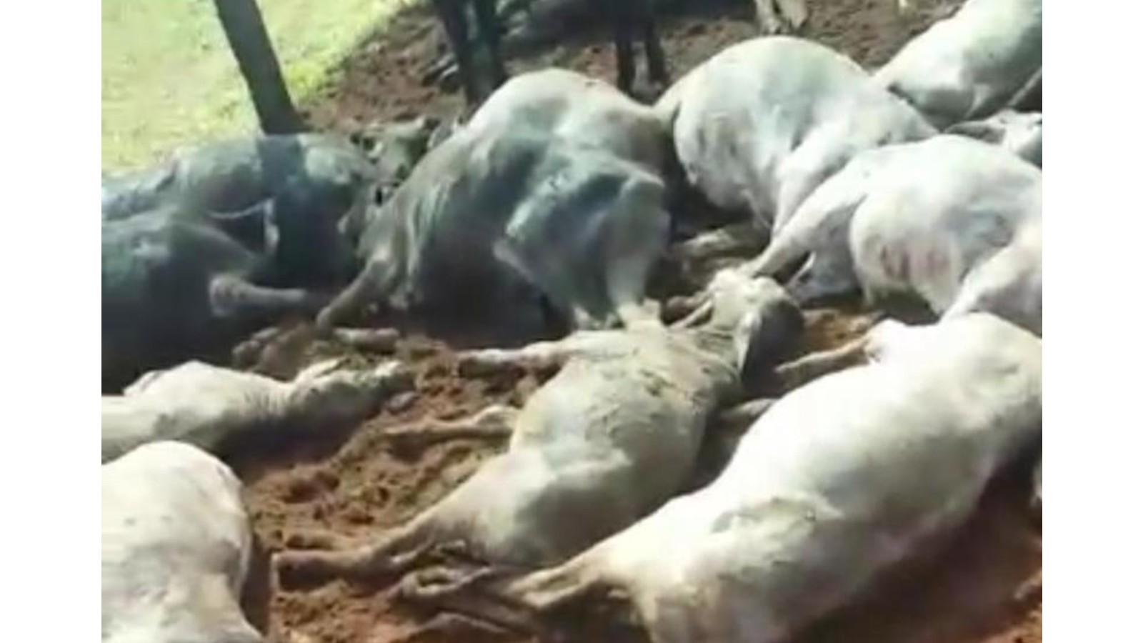 Raio mata pecuarista e diversas cabeças de gado no Paraná