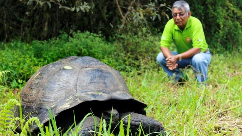 Galápagos repatria 36 tartarugas ameaçadas de extinção nascidas em cativeiro