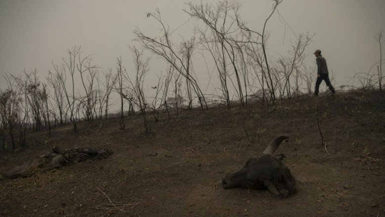 Devastação e árduo combate aos incêndios no Pantanal